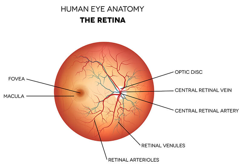 Macula: Anatomy, Function & Common Conditions